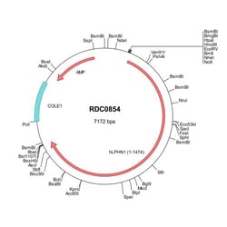 R&D Systems&trade;&nbsp;Human Latrophilin 1/LPHN1 (NP_001008701) VersaClone cDNA
