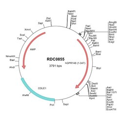 R&D Systems&trade;&nbsp;Human GPR148 (NP_997247) VersaClone cDNA