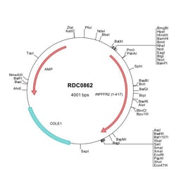 R&D Systems&trade;&nbsp;Rat GPR74/NPFFR2 (NP_076470) VersaClone cDNA