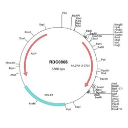 R D Systems Human CD25/IL-2R alpha (NP_000408) VersaClone cDNA 10 &mu;g | Buy Online | R&amp;D Systems&trade; | Fisher Scientific