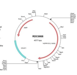 R&D Systems&trade;&nbsp;Human GPR153 (NP_997253) VersaClone cDNA