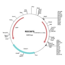 R&D Systems&trade;&nbsp;Human TSPAN16 (NP_036598) VersaClone cDNA