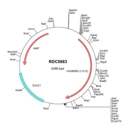 R&D Systems&trade;&nbsp;Human GABA-A R beta 2 (NP_068711) VersaClone cDNA