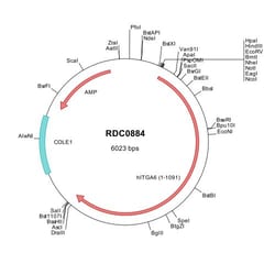 R&D Systems&trade;&nbsp;Human Integrin alpha 6/CD49f (NP_001073286) VersaClone cDNA