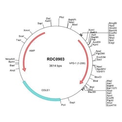 R&D Systems&trade;&nbsp;Human PD-1 (NP_005009) VersaClone cDNA