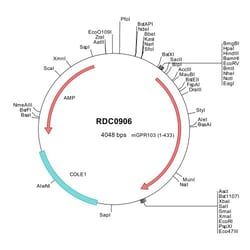 R D Systems Mouse GPR103 (NP_937835) VersaClone cDNA 10 &mu;g | Buy Online | R&amp;D Systems&trade; | Fisher Scientific