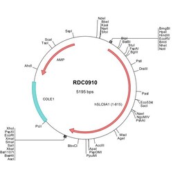 R D Systems Human NHE1/SLC9A1 (NP_003038) VersaClone cDNA 10 &mu;g | Buy Online | R&amp;D Systems&trade; | Fisher Scientific
