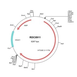 R&D Systems™ Human Integrin alpha E/CD103 (NP_002199) VersaClone cDNA