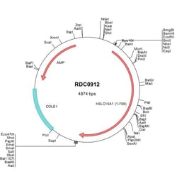 R&D Systems&trade;&nbsp;Human PEPT1/SLC15A1 (NP_005064) VersaClone cDNA