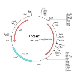 R&D Systems&trade;&nbsp;Human ChemR23 (NP_004063) VersaClone cDNA