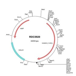 R&D Systems&trade;&nbsp;Human Hyaluronan Synthase 3/HAS3 (NP_005320) VersaClone cDNA