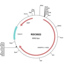 R&D Systems™ Human MSPR/Ron (CAA49634) VersaClone cDNA