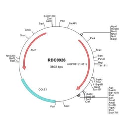 R&D Systems™ Mouse GPR81 (NP_780729) VersaClone cDNA