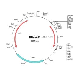 R&D Systems&trade;&nbsp;Human CD164 (NP_006007) VersaClone cDNA