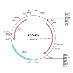 R&D Systems™ Human DLK2/EGFL9 (NP_076421) VersaClone cDNA
