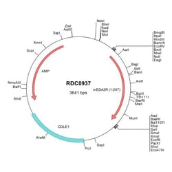 R&D Systems&trade;&nbsp;Mouse EDA2R/TNFRSF27/XEDAR (NP_780749) VersaClone cDNA
