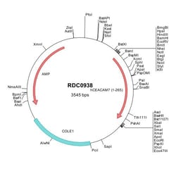 R&D Systems™ Human CEACAM-7 (NP_008821) VersaClone cDNA
