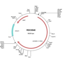 R&D Systems™ Mouse ErbB4/Her4 (NP_034284) VersaClone cDNA