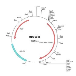 R&D Systems&trade;&nbsp;Human MCT3/SLC16A8 (NP_037488) VersaClone cDNA