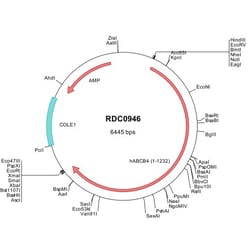 R&D Systems&trade;&nbsp;Human MDR3/ABCB4 (NP_061338) VersaClone cDNA