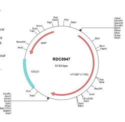R&D Systems&trade;&nbsp;Human Integrin beta 7 (NP_000880) VersaClone cDNA