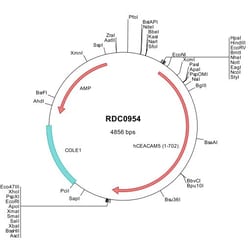 R D Systems Human CEACAM-5/CD66e (P06731) VersaClone cDNA 10 &mu;g | Buy Online | R&amp;D Systems&trade; | Fisher Scientific