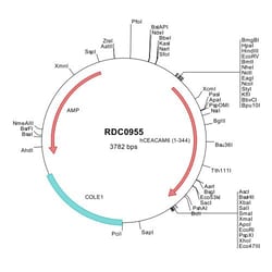 R&D Systems&trade;&nbsp;Human CEACAM-6/CD66c (NP_002474) VersaClone cDNA