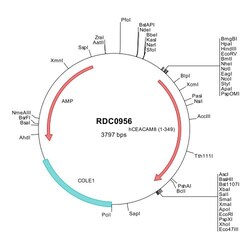 R D Systems Human CEACAM-8/CD66b (NP_001807) VersaClone cDNA 10 &mu;g | Buy Online | R&amp;D Systems&trade; | Fisher Scientific