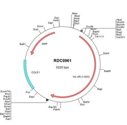 R&D Systems™ Human IL-4R alpha (NP_000409) VersaClone cDNA