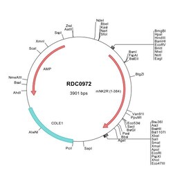 R&D Systems&trade;&nbsp;Mouse NK2R (NP_033340) VersaClone cDNA