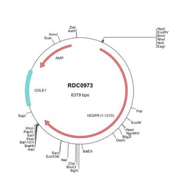 R D Systems Human EGFR (CAA25240) VersaClone cDNA 10 &mu;g | Buy Online | R&amp;D Systems&trade; | Fisher Scientific