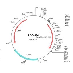 R&D Systems&trade;&nbsp;Human Uroplakin Ia (NP_008931) VersaClone cDNA