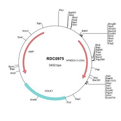 R&D Systems™ Human FNDC4 (NP_073734) VersaClone cDNA