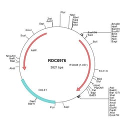 R&D Systems&trade;&nbsp;Rat TGN38 (NP_620195) VersaClone cDNA