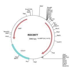 R&D Systems&trade;&nbsp;Human LAMP-2A/CD107b (NP_002285) VersaClone cDNA