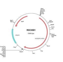 R&D Systems&trade;&nbsp;Human VLDLR (NP_003374) VersaClone cDNA