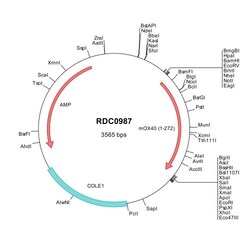 R&D Systems™ Mouse OX40/TNFRSF4 (NP_035789) VersaClone cDNA