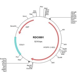 R&D Systems™ Human FGFR1 (NP_075598) VersaClone cDNA