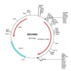 R&D Systems&trade;&nbsp;Human STEAP3/TSAP6 (NP_060704) VersaClone cDNA