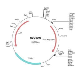 R&D Systems&trade;&nbsp;Human FOLR1 (NP_000793) VersaClone cDNA