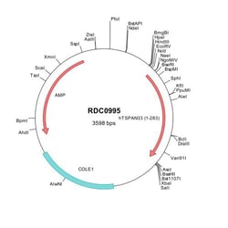 R&D Systems&trade;&nbsp;Human TSPAN33 (NP_848657) VersaClone cDNA