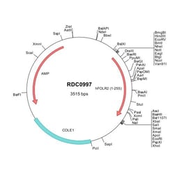 R&D Systems&trade;&nbsp;Human FOLR2 (NP_000794) VersaClone cDNA