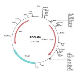 R&D Systems&trade;&nbsp;Mouse GPR12 (NP_032177) VersaClone cDNA