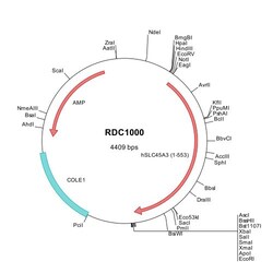 R&D Systems&trade;&nbsp;Human SLC45A3/Prostein (NP_149093) VersaClone cDNA