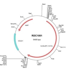R&D Systems™ Human mGluR7 (NP_000835) VersaClone cDNA
