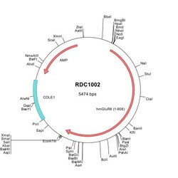 R&D Systems™ Human mGluR8 (NP_000836) VersaClone cDNA