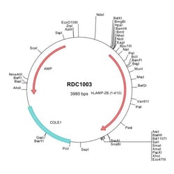 R D Systems Human LAMP-2B/CD107b (NP_054701) VersaClone cDNA 10 &mu;g | Buy Online | R&amp;D Systems&trade; | Fisher Scientific