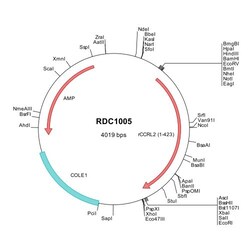 R&D Systems&trade;&nbsp;Rat CCRL2 (NP_001101661) VersaClone cDNA
