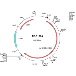 R&D Systems&trade;&nbsp;Human UNC13D (NP_954712) VersaClone cDNA