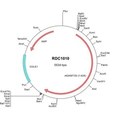R&D Systems&trade;&nbsp;Rat ADAMTS5 (NP_942056) VersaClone cDNA